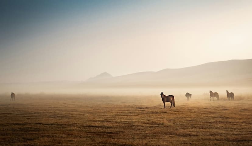 Several horses stand in a foggy grassy meadow at dawn with rolling hills and soft sunlight in the background.