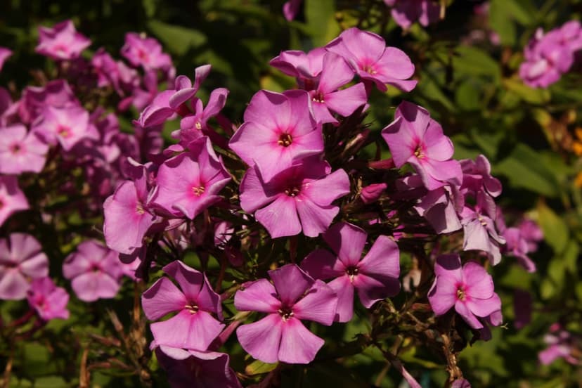Pink phlox flowers with star-shaped petals bloom in a dense cluster against a soft-focus green leaf background.