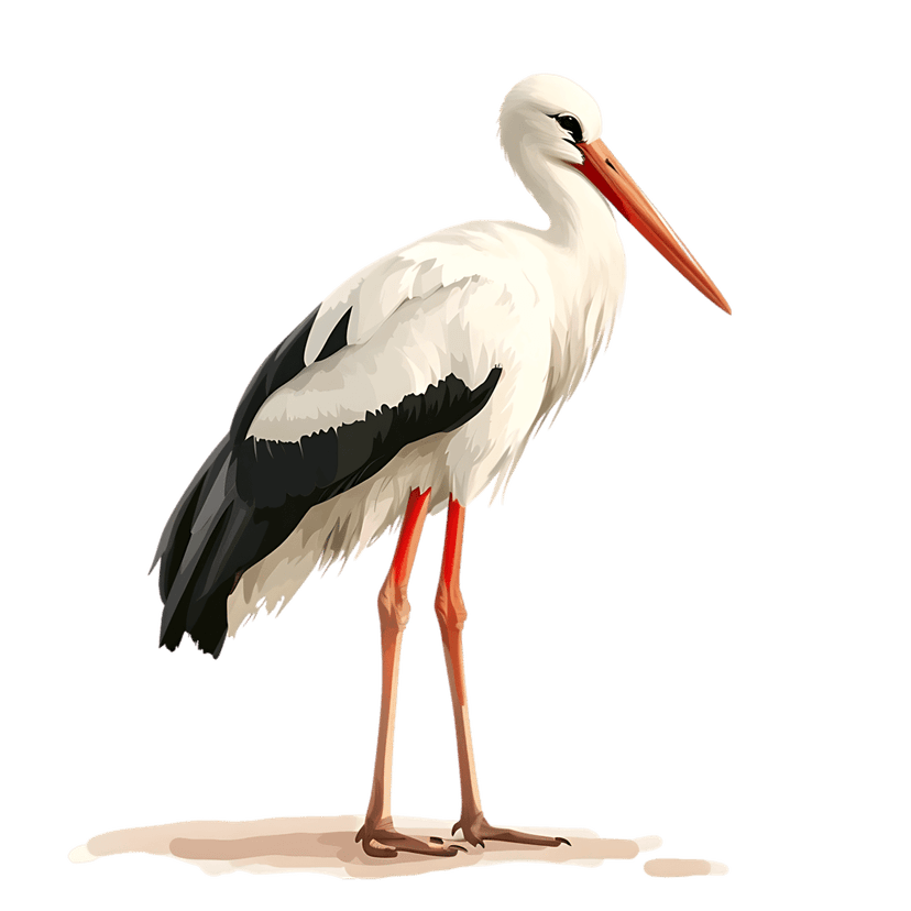 White stork standing on soil showing detailed plumage, a long orange beak, and slender red legs on clear ground.