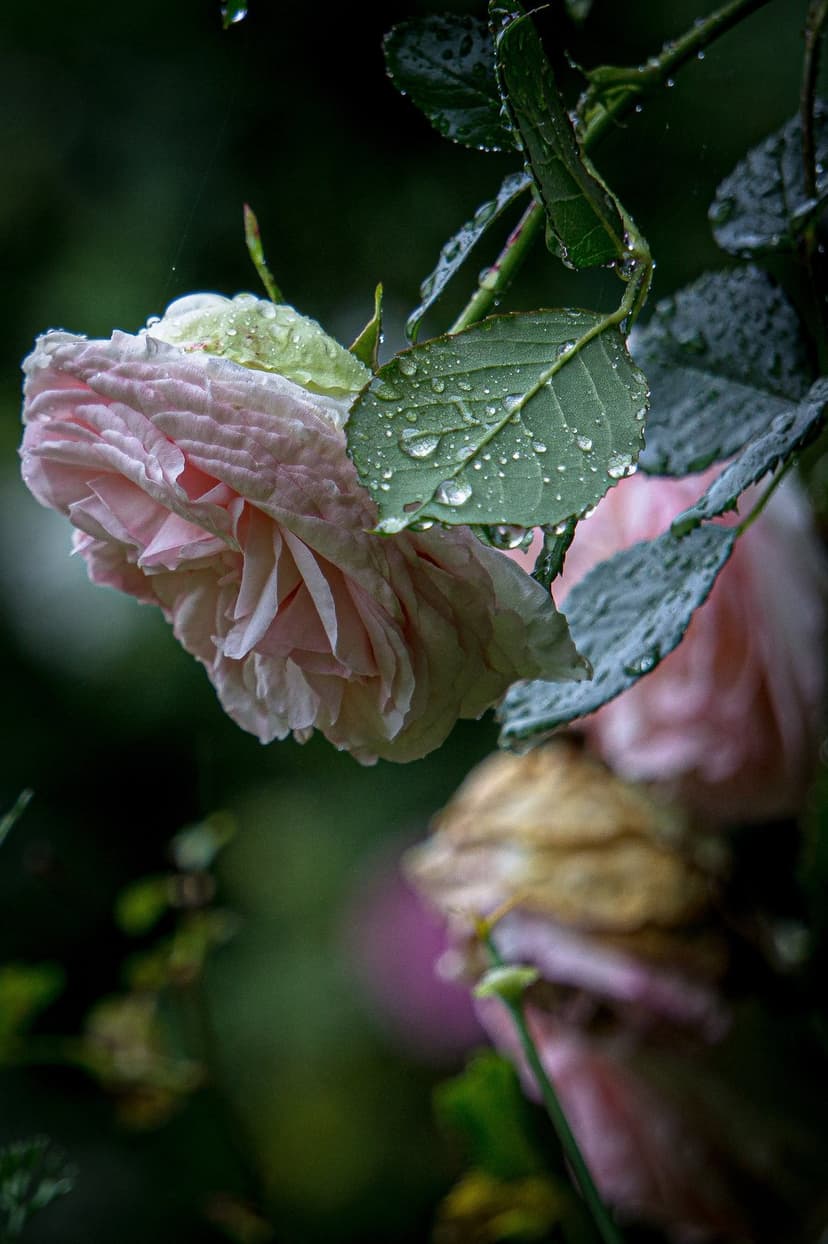 Pink rose petals covered in translucent water droplets with a green leaf and soft focus garden background.
