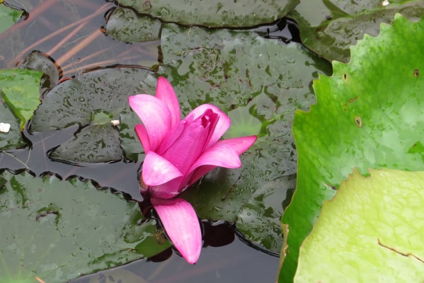 Pink lotus flower blooming above dark water and glossy green lily pads in a quiet, sunlit garden pond scene.