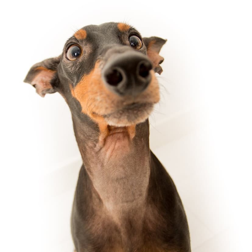 Doberman Pinscher dog with large eyes and floppy ears tilting its head curiously against a solid white backdrop.