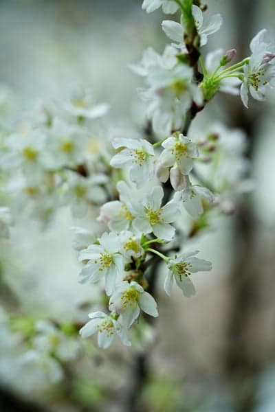 Soft White Cherry Blossom Branch Mobile Wallpaper