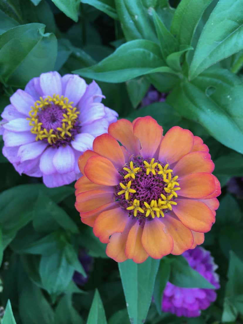 Orange zinnia with yellow stamens and a lavender bloom stand against a lush green leaf background in close-up.