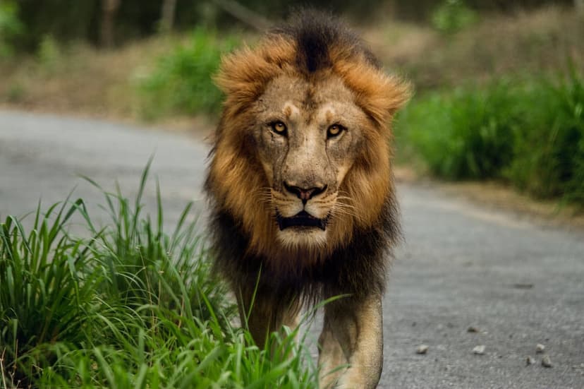 Male lion with a dense mane walks toward the viewer on an asphalt road bordered by green forest grass.