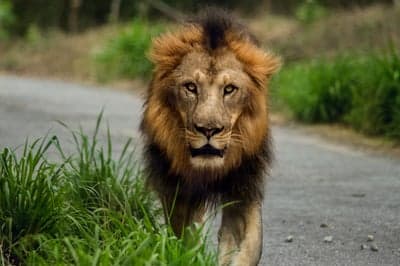 Angry lion,Angry lion wallpaper,Angry lion background,wildlife,animal 