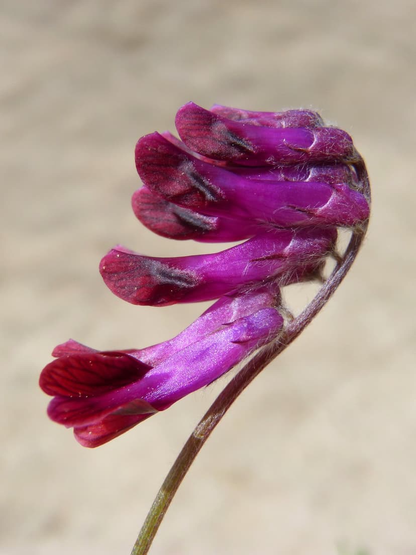 Purple tubular flowers with fine white hairs and red accents are displayed against a soft tan background.