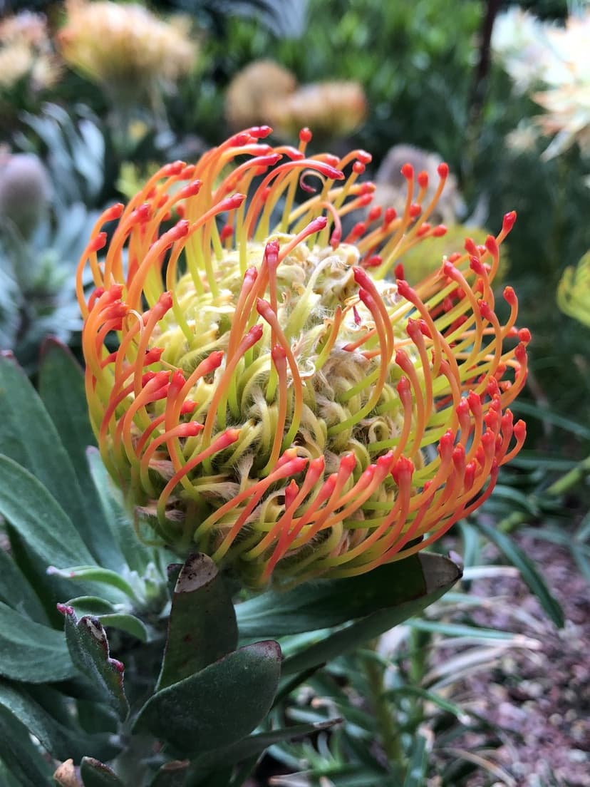 Orange pincushion protea flower with needle-like filaments and crimson tips against a blurred green background.