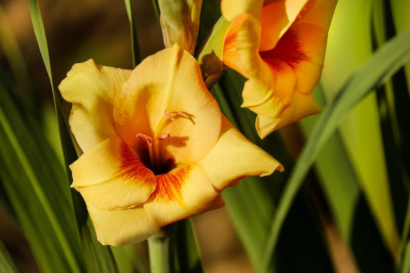 Yellow gladiolus blossoms with vibrant red centers glow in bright sunlight against vertical green foliage.