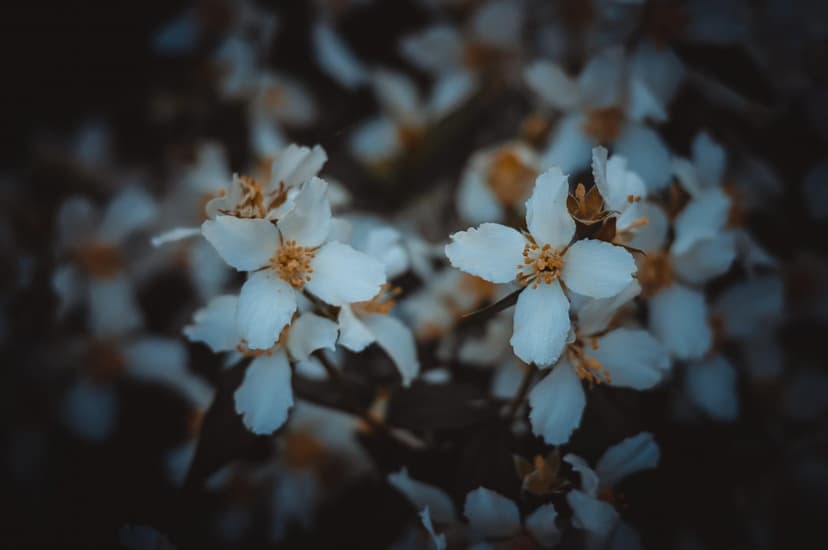 White flowers with yellow stamen bloom against a dark, out-of-focus background with soft chiaroscuro lighting.