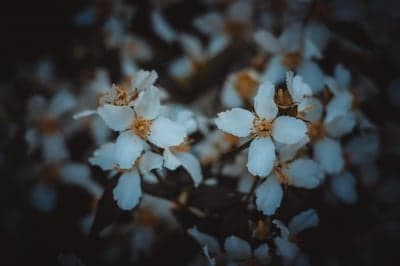 Close-up of Delicate White Flowers with Dark Background