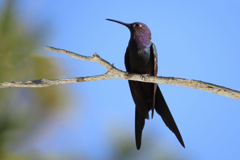 Hummingbird with a long forked tail and purple feathers perches on a dry branch under a bright blue sky.