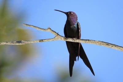 Elegant Long-Tailed Hummingbird Mobile Wallpaper