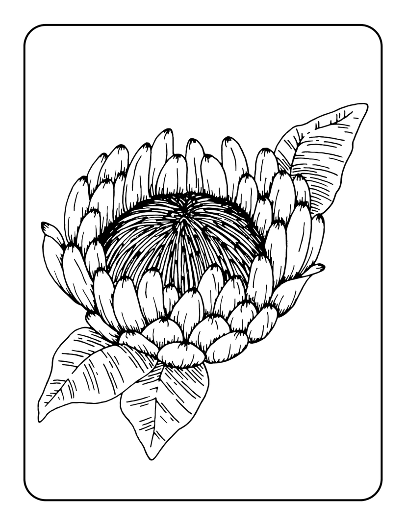 King Protea line drawing highlights intricate petal layers and textured center seed head with crisp black contours.