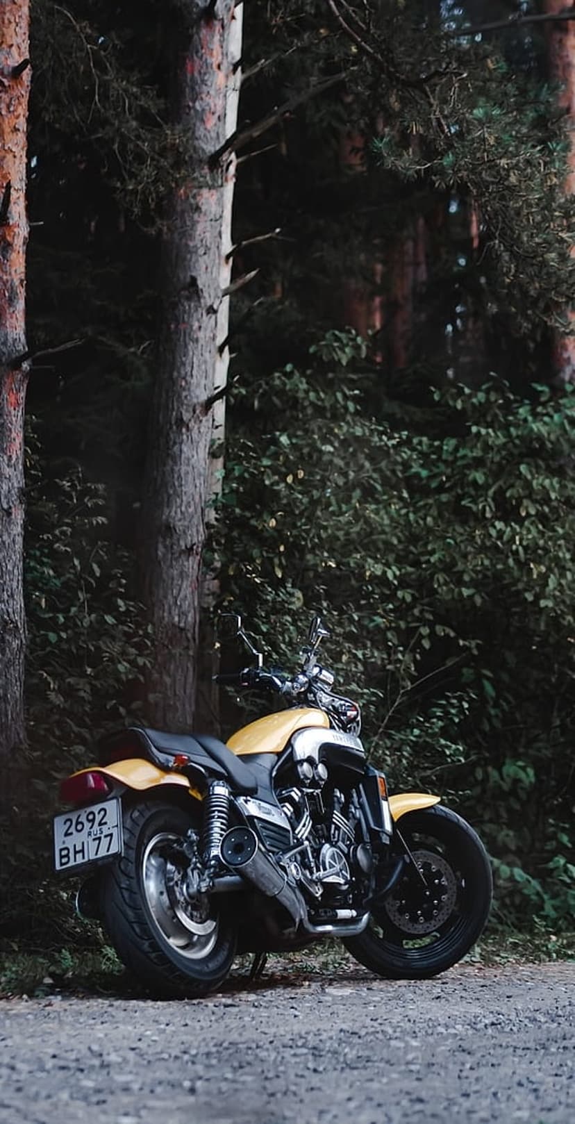 Yellow motorcycle on a gravel woodland trail surrounded by tall pine trees and lush green forest vegetation.