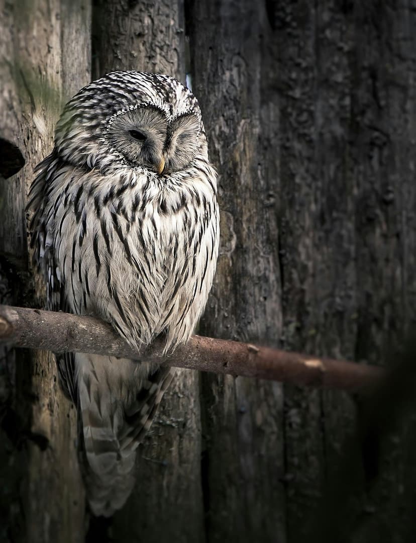 Ural owl with closed eyes and patterned feathers perches on a dark branch in a moody woodland setting.