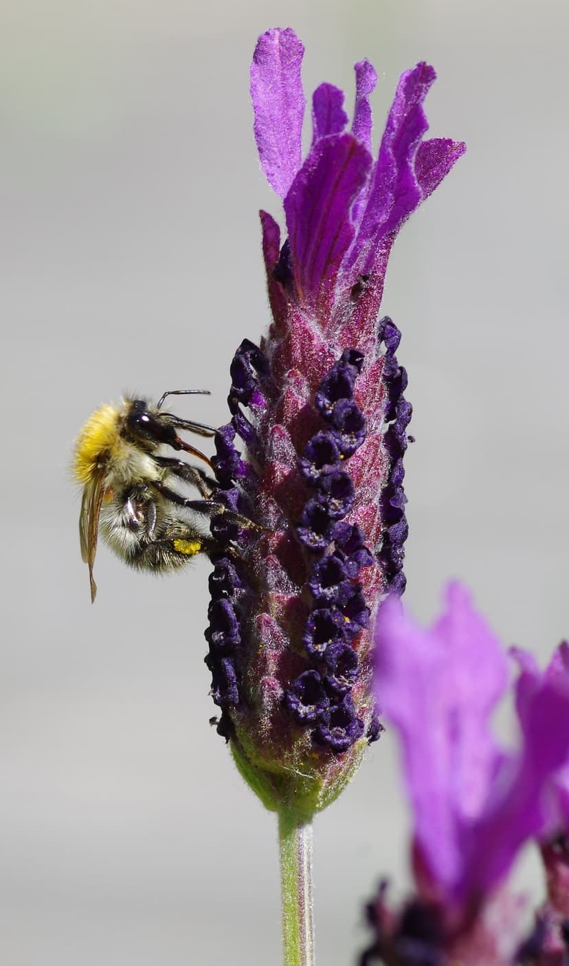 Honeybee with visible yellow pollen clings to purple lavender petals against a soft-focus green garden backdrop.