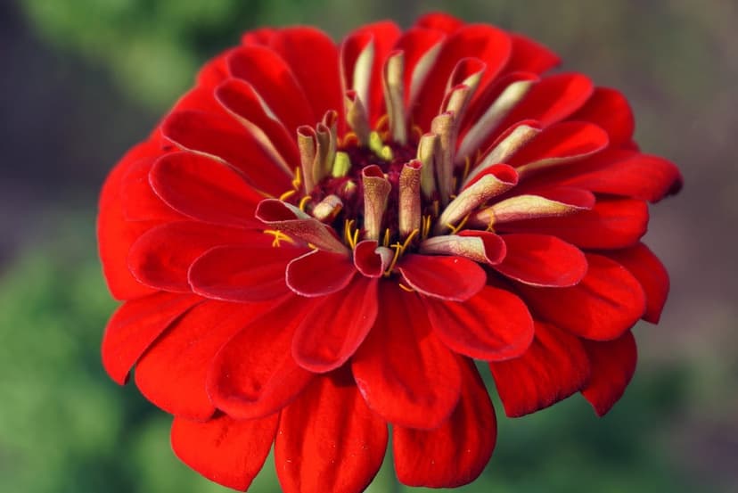 Red Zinnia flower with layered crimson petals and a textured center against a blurred green leaf background.