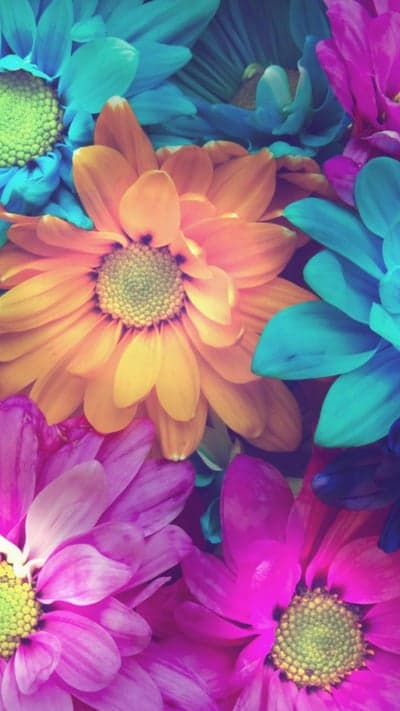 Vibrant Blooms - A Kaleidoscope of Color