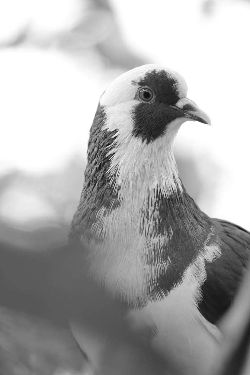 Pigeon head and chest in a monochrome close-up featuring high-contrast black markings and white feathers.