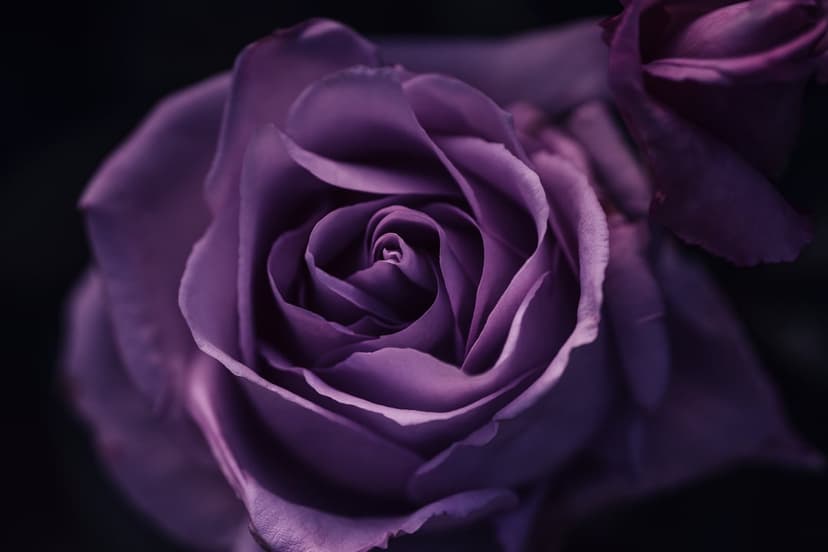 Purple rose with velvety spiral petals against a dark background in a vertical macro photography composition.