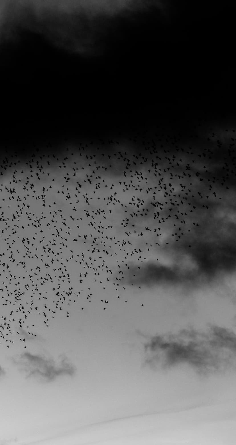 Massive flock of starlings forming a dark silhouette against a cloudy, monochromatic sky in a vertical view.