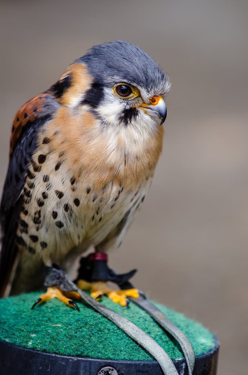 American Kestrel falcon with blue-gray wings and yellow eyes perches firmly on a textured green surface.
