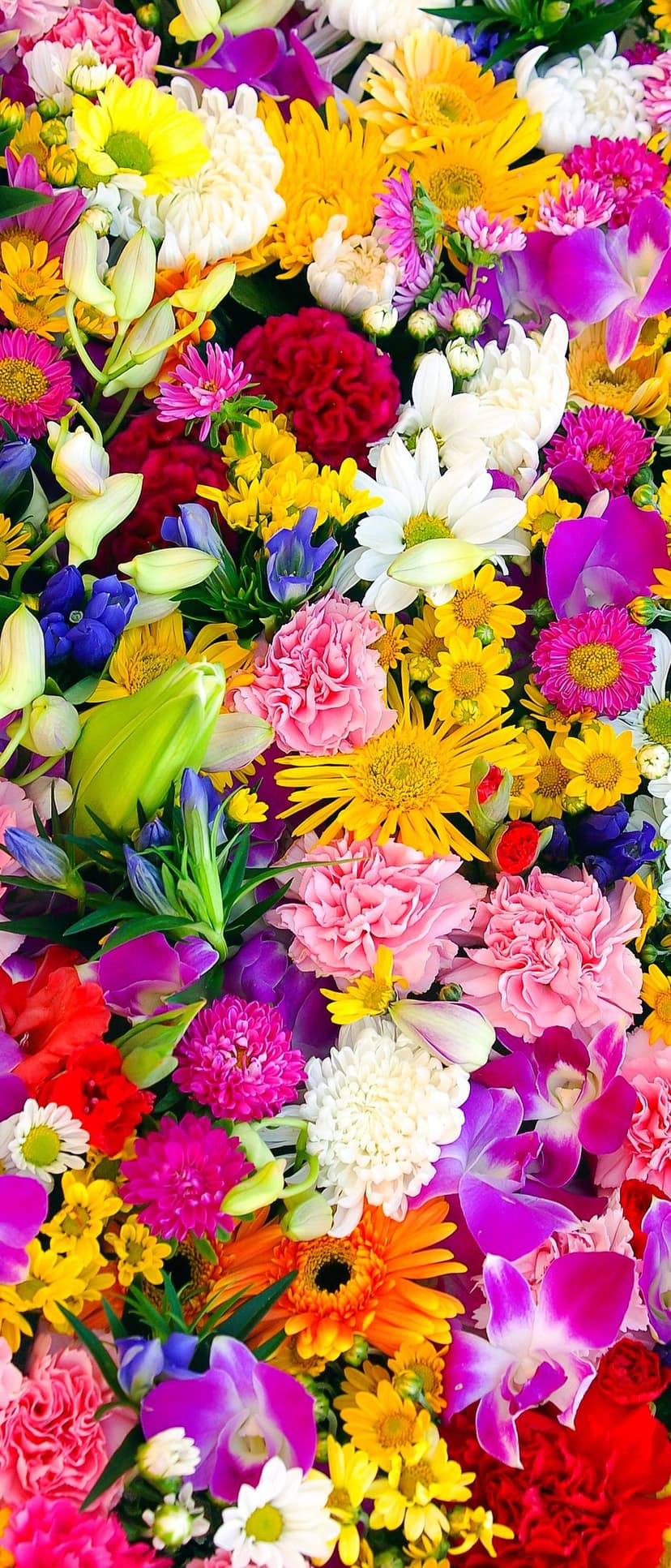 Yellow daisies and pink carnations blend with purple orchids and red flowers in a dense botanical arrangement.