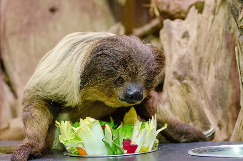 Sloth with brown fur lowers its head to eat green salad from a metal bowl inside a wooden jungle enclosure.