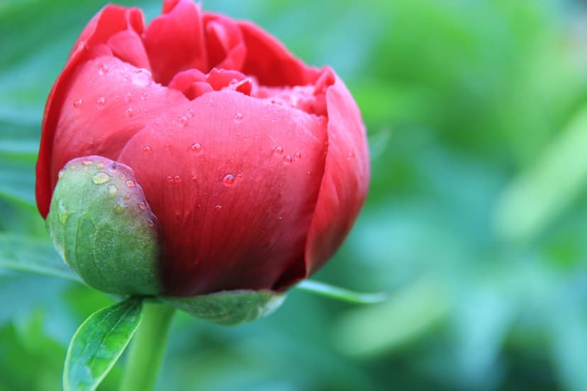 Red peony bud with glistening water droplets against a blurred green background in a vertical close-up shot.