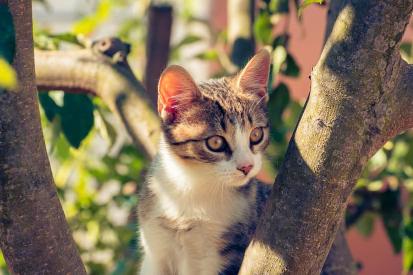 Tabby kitten with amber eyes sits on a wooden branch surrounded by sunlit green leaves in a vertical portrait.
