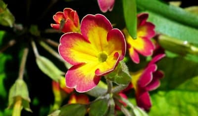 Close-up of a vibrant red and yellow primrose flower