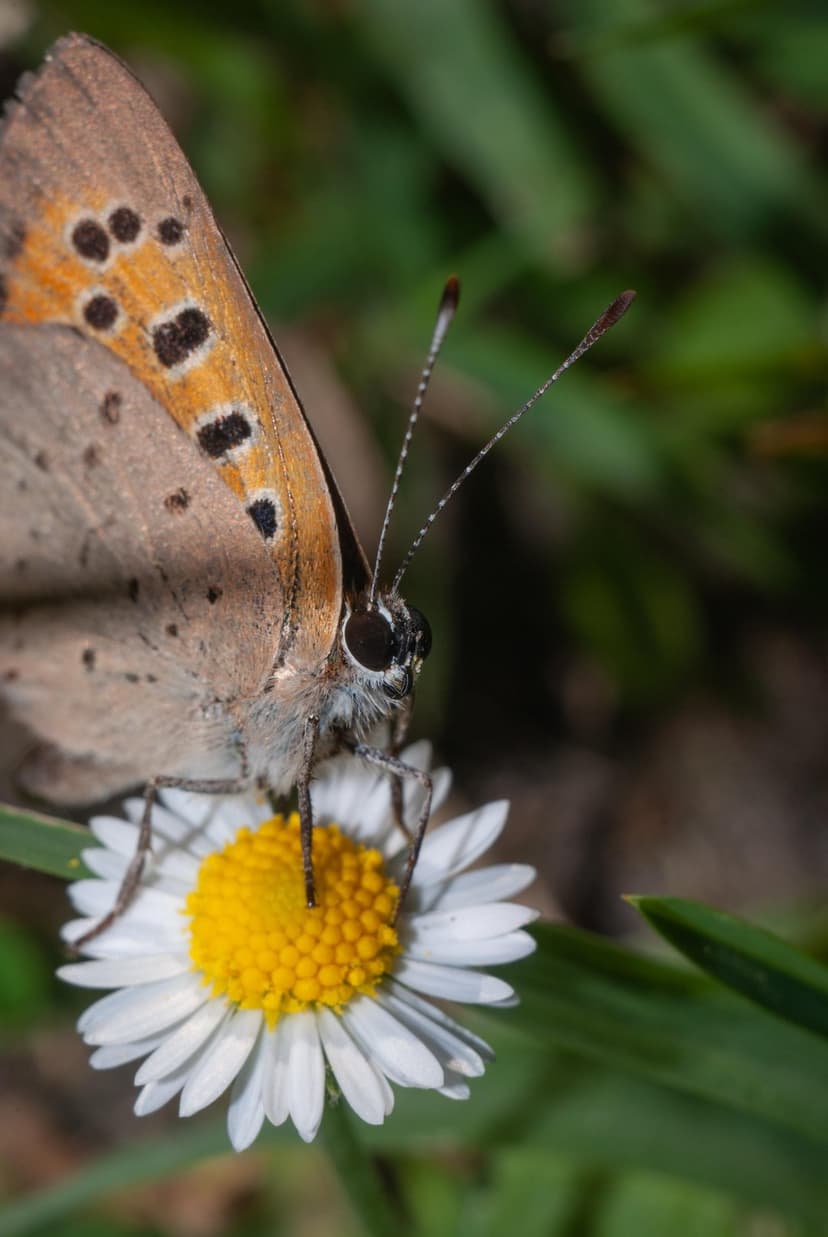 Small Copper butterfly with orange wings rests on a white daisy against a soft green blurred background.