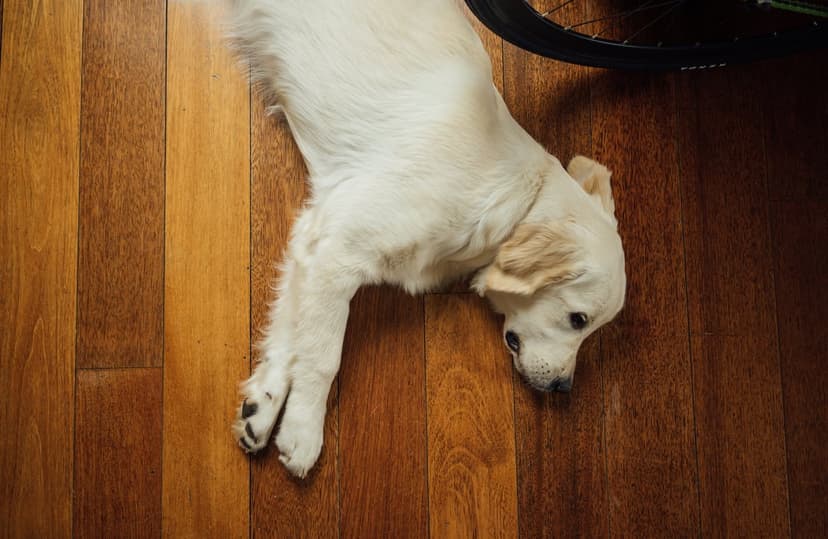 Golden Retriever puppy with light fur rests on a wooden floor, showing its head, floppy ears, and one black paw pad.