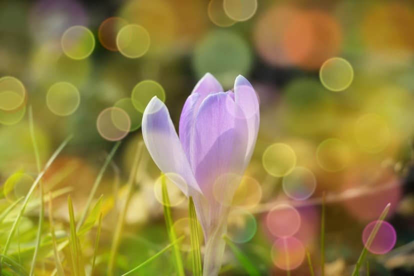 Purple crocus flower with golden stamen glows against soft bokeh light circles in a vibrant spring garden.