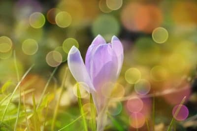 Purple Crocus Bloom with Spring Bokeh Phone Wallpaper