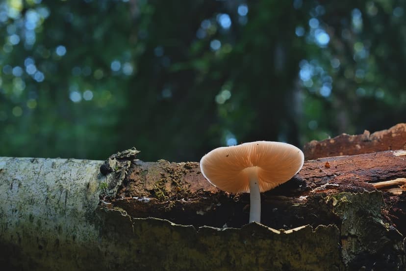 Luminous mushroom with a translucent cap stands on a dark rotting log surrounded by soft green forest bokeh light.