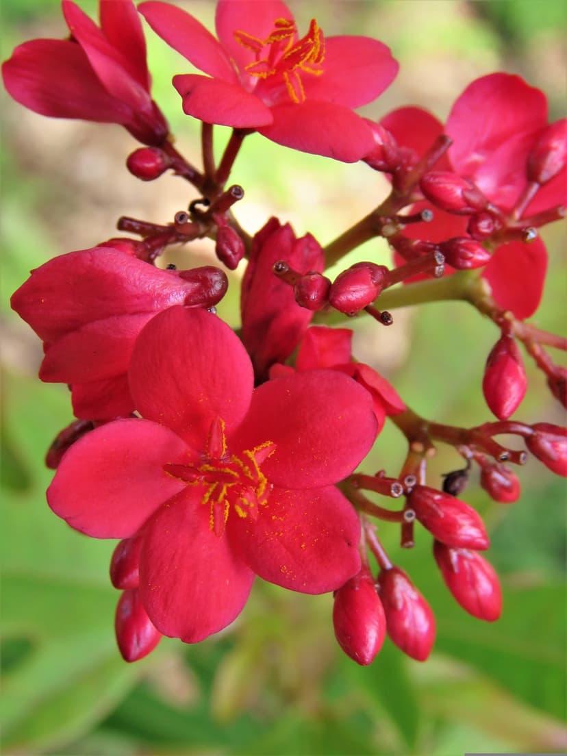 Red Jatropha flowers with yellow stamens and closed buds against a soft, blurred green leaf background.