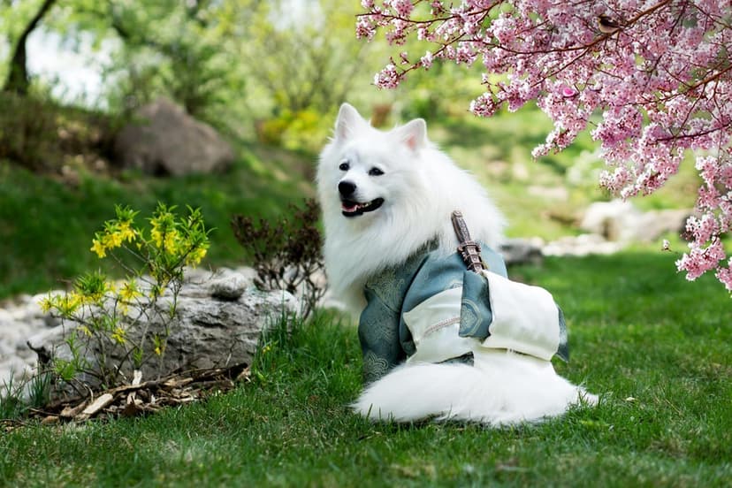 White fluffy dog wearing a floral kimono sits in a garden surrounded by cherry blossoms and yellow flowers.