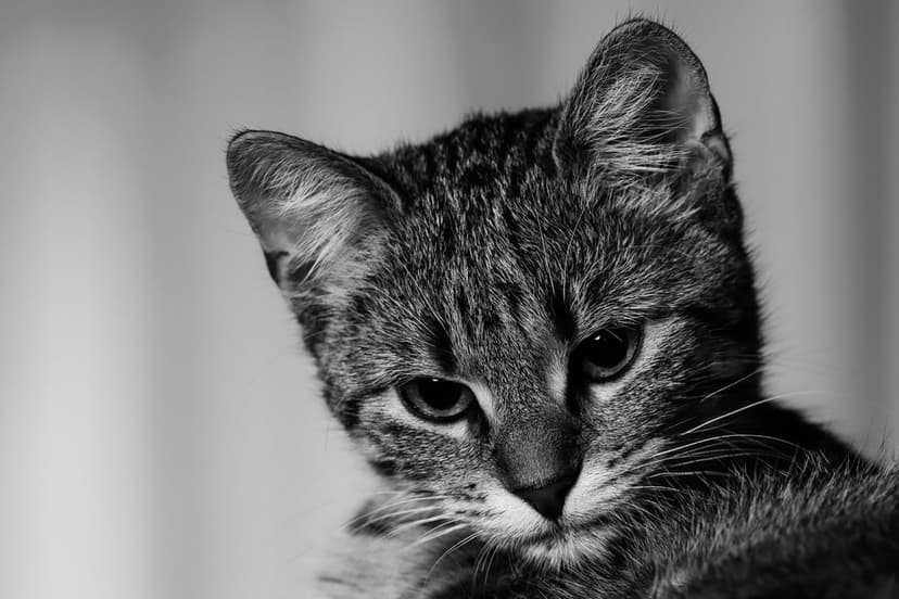 Tabby kitten with soft fur and dark eyes looks downward in a detailed black and white close-up portrait.