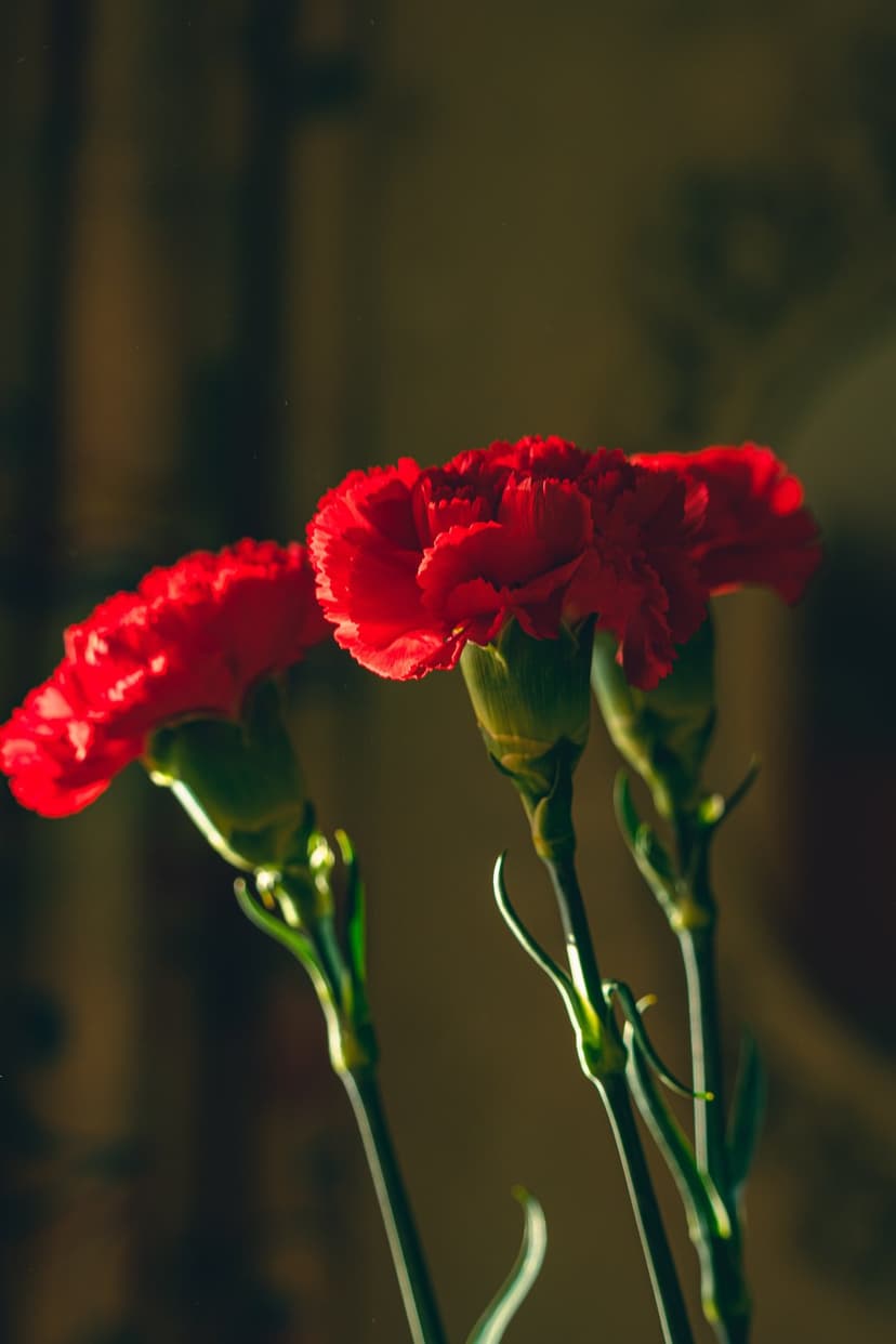 Red carnations with ruffled petals and green stems emerge from a dark, blurred background under soft light.