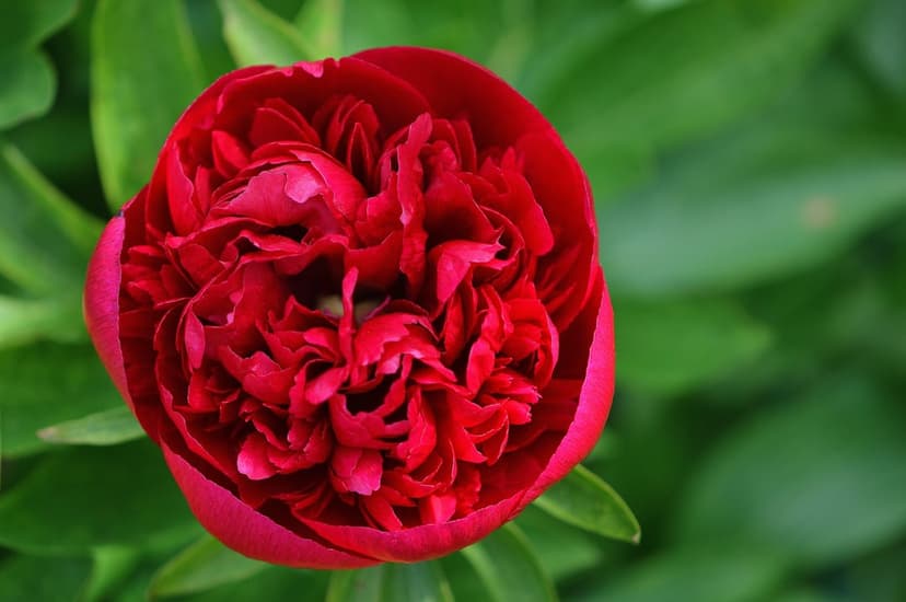 Red peony bud with tightly curled petals rests against a soft green blurred background in a macro shot.