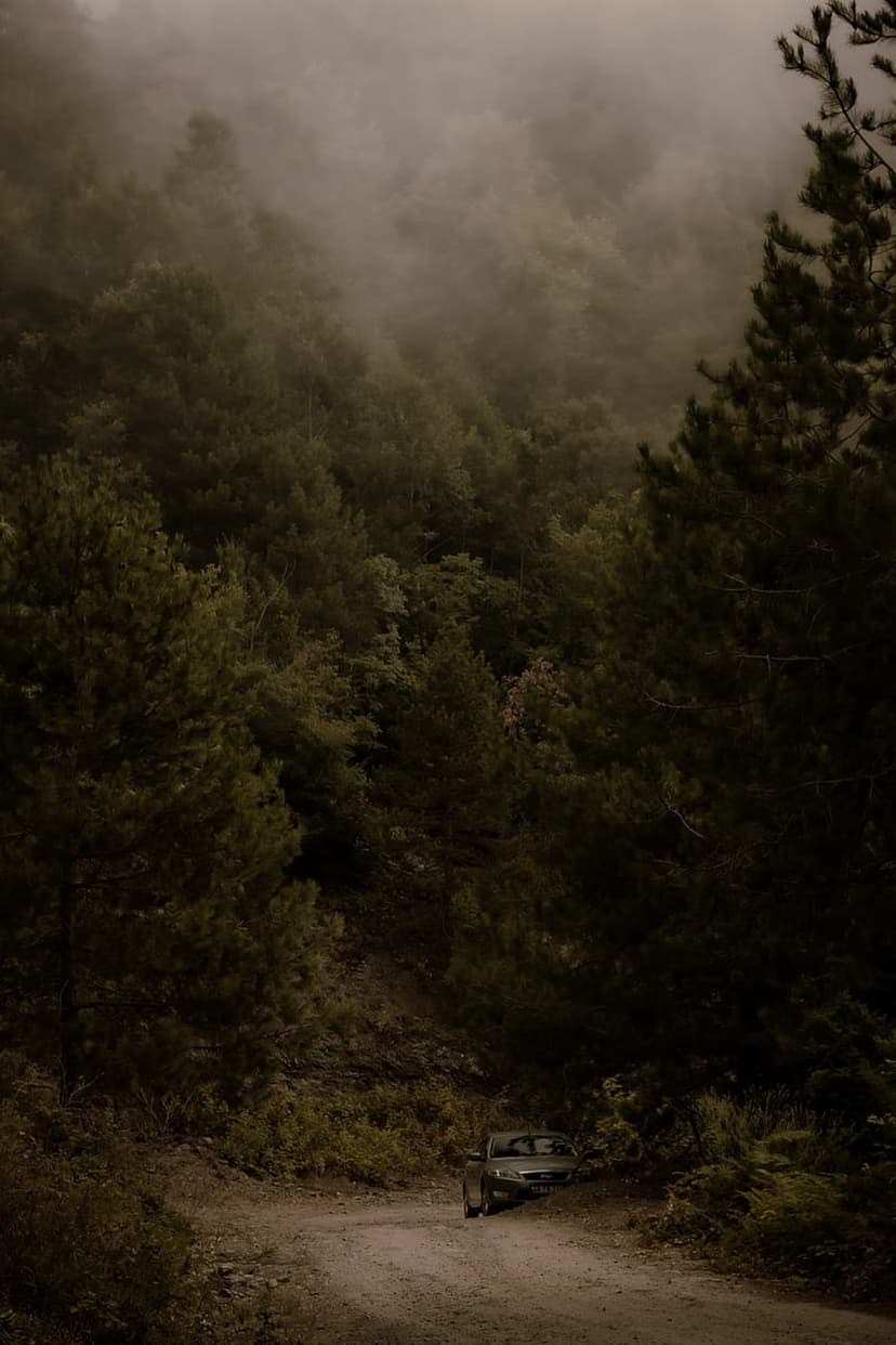 Pickup truck parked on a dirt road flanked by tall evergreen trees disappearing into thick white fog and mist.