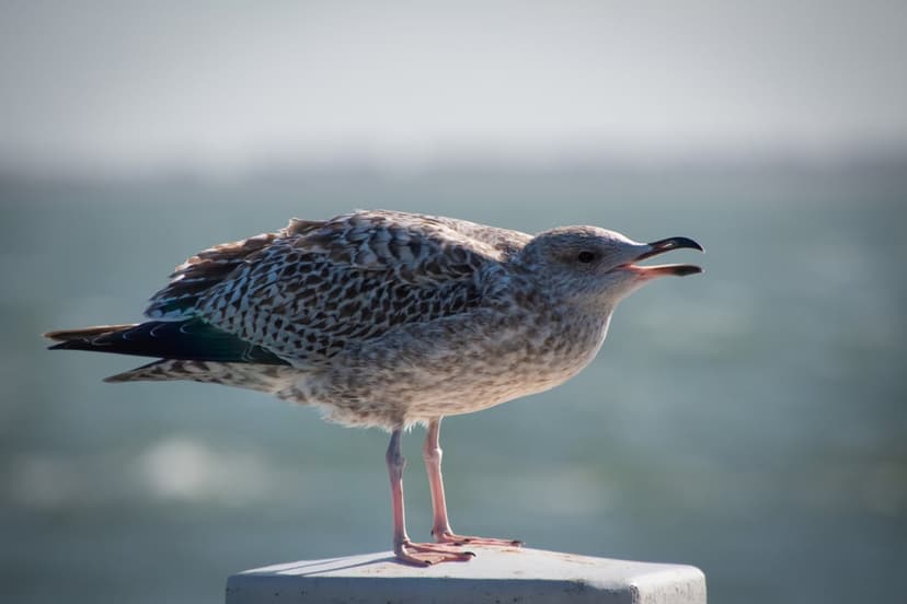 Juvenile seagull with an open beak stands on a weathered wooden post against a blurred blue ocean background.