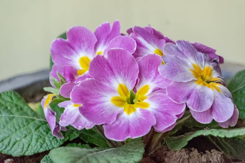 Pink and white primrose flowers with bright yellow centers surrounded by green leaves in dark garden soil.