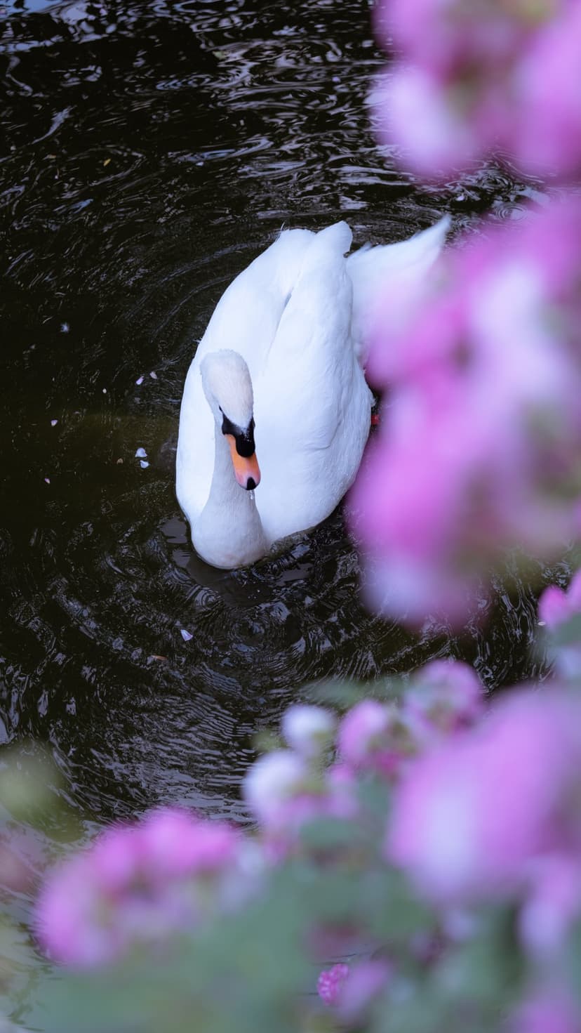 White swan swims through dark rippling water behind a soft foreground of out-of-focus pink flowers.