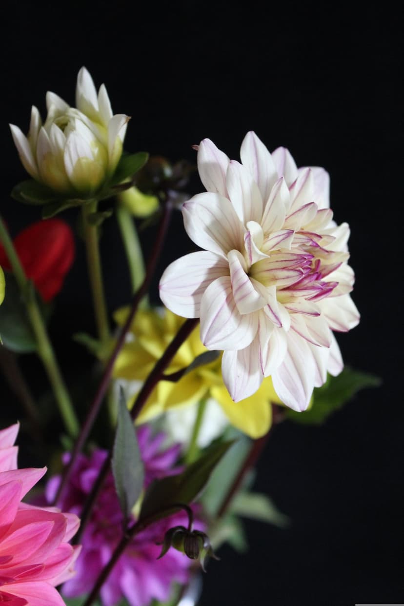White dahlia blossoms featuring magenta-edged petals are arranged against a dark backdrop with green foliage.