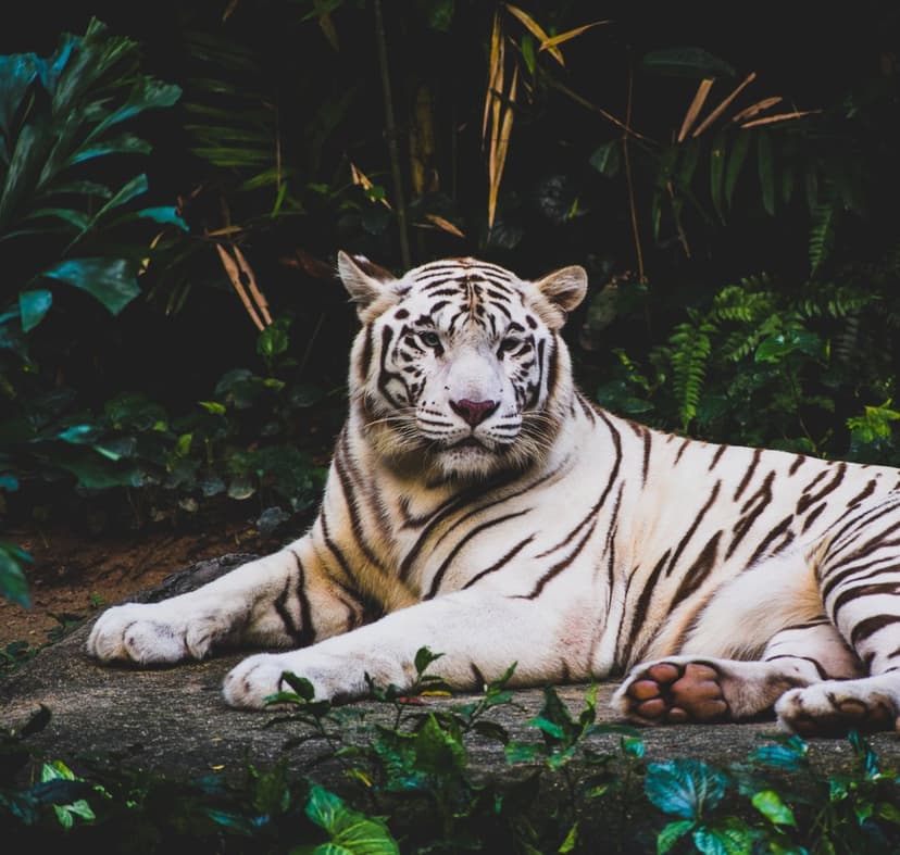 White Bengal tiger resting on a stone amidst lush green ferns and dark tropical foliage in a vertical view.