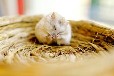Fluffy Hamster Grooming in Straw Nest Mobile Wallpaper