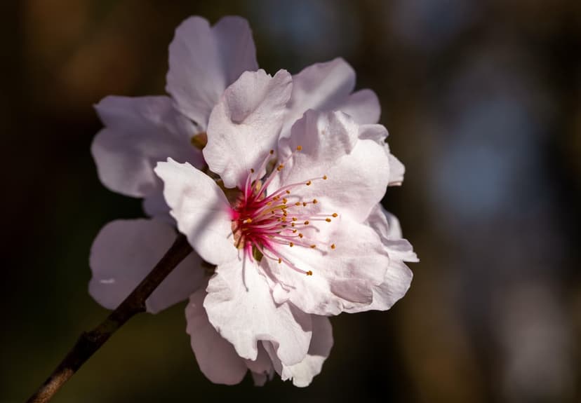 Pink almond petals surround a crimson center with golden stamens against a soft-focus earthy background.